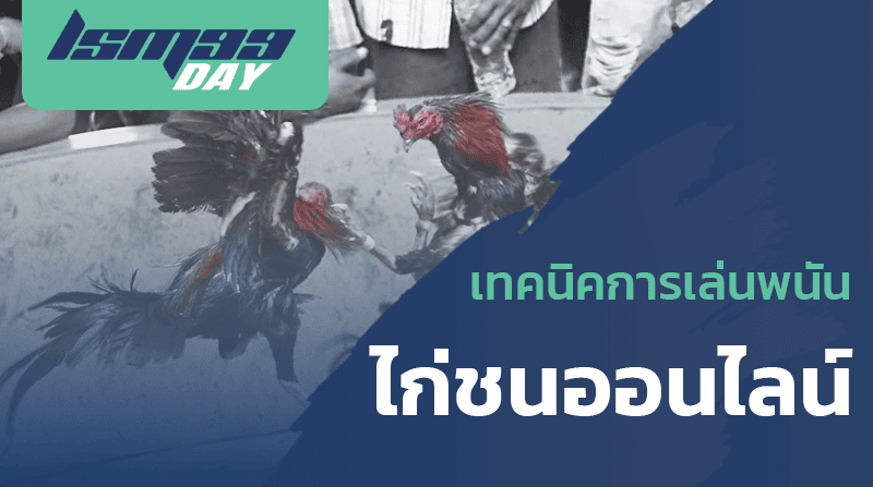 เทคนิคการเล่นพนัน ไก่ชนออนไลน์